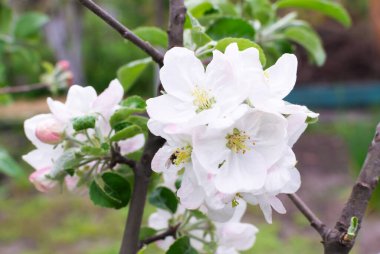 Elma ağacı dalı. Bahar çiçeği konsepti. Horisontal oryantasyon. Yakın plan..
