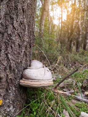 Ağaç gövdelerinde yetişen büyük parazit mantar Fomes fomentarius. Bu mantar çeşitli isimlerle bilinir: Tinder mantarı, toynak mantarı, Tinder conk, Tinder polypore veya Ice Man mantarı.