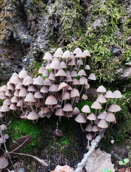 Uma Família Cogumelos Pequenos Não Comestíveis Cresce Uma Árvore Entre — Fotografia de Stock