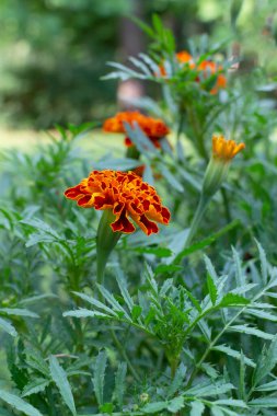Yaz boyunca bahçede çiçek açan turuncu ve sarı kadife çiçekleri. Seçici odaklanma. Dikey yönelim.