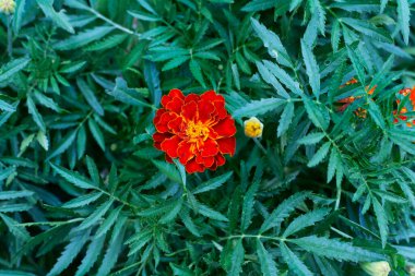 Yaz boyunca bahçede çiçek açan turuncu ve sarı kadife çiçekleri. Seçici odaklanma. Yatay oryantasyon. Üst görünüm.