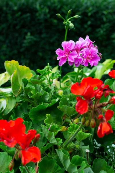 Röd Och Rosa Trädgård Geranium Blommor Gammal Cementkruka Närbild Pelargonium — Stockfoto