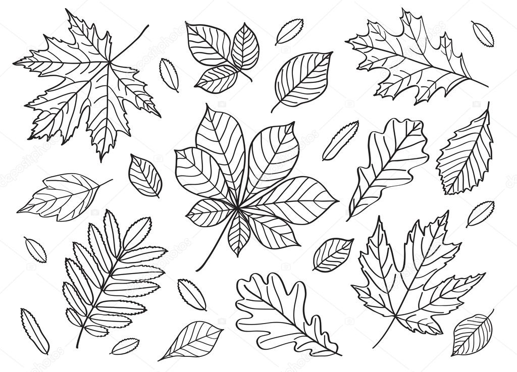  leaves of different trees. 