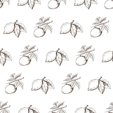 Beyaz zemin üzerine limon, limon ve mandalina çizilmiş klasik, pürüzsüz el deseni. Tekstil imalatı, duvar kağıdı, posterler vs. için mükemmel. Vektör illüstrasyonu