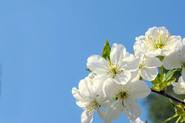 Les fleurs printanières des arbres fruitiers — Photo