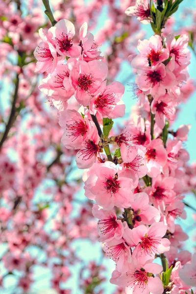 Les fleurs printanières des arbres fruitiers — Photo