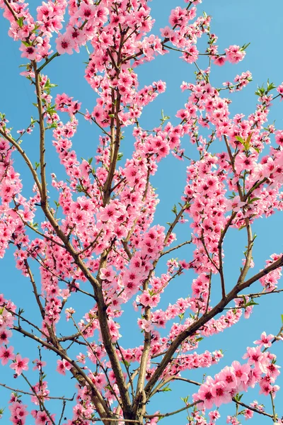 Les fleurs printanières des arbres fruitiers — Photo