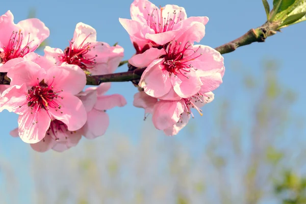 Les fleurs printanières des arbres fruitiers — Photo