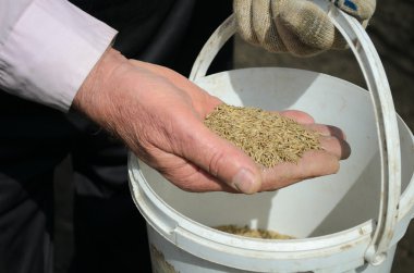 tohumlar elinde tutan adam