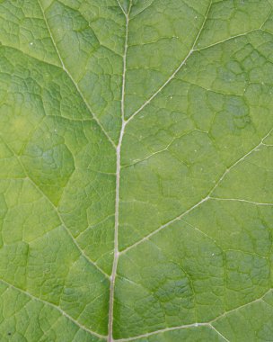 ağacının yaprak kadar kapatın