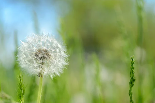 The dandelion in the meadow — Stock Photo, Image