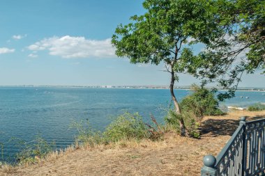 Ağaç Karadeniz kıyısında yetişiyor.