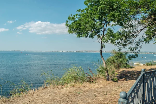 Ağaç Karadeniz kıyısında yetişiyor.