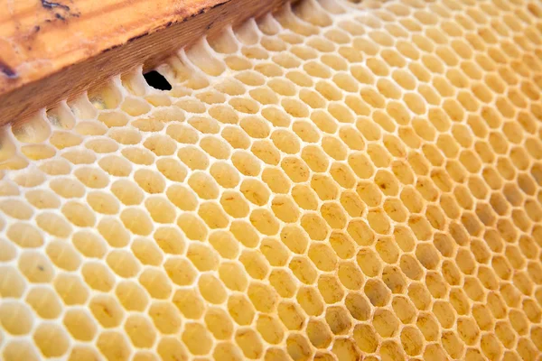 Honeycomb — Stock Photo, Image