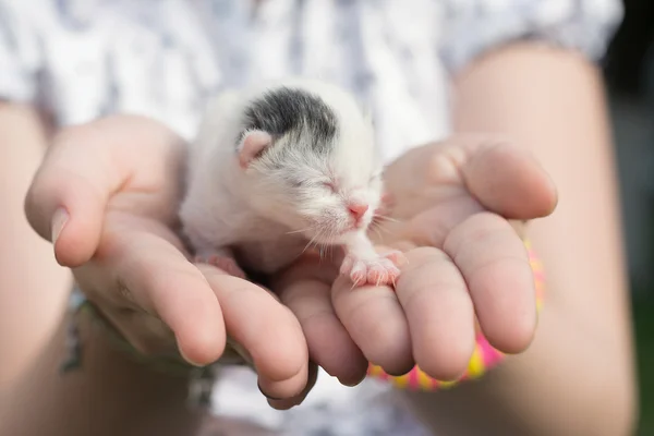 Gatito ciego — Foto de Stock