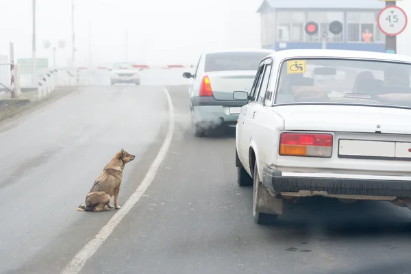 Cão e carros — Fotografia de Stock