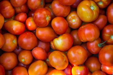 çok olgun kırmızı domates