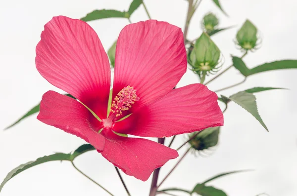 En hibiskus i röd blomma — Stockfoto