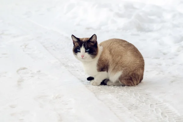 美丽的猫坐在雪地里 — 图库照片