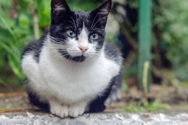 siyah ve beyaz kedi oturma ve bakıyordu