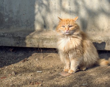 Kırmızı kedi güneşte tadını çıkarma