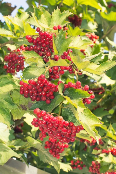 Bunches of viburnum on the tree — Stock Photo, Image