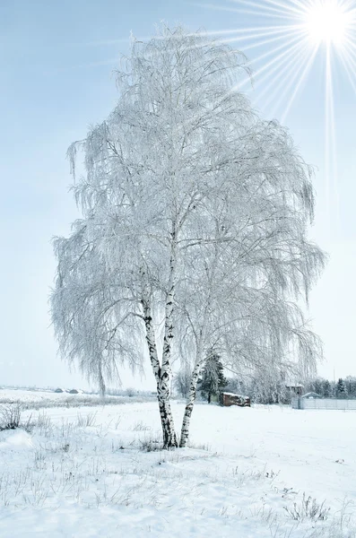 孤独中的霜和雪圈白桦 — 图库照片