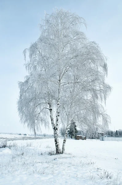 孤独中的霜和雪圈白桦 — 图库照片