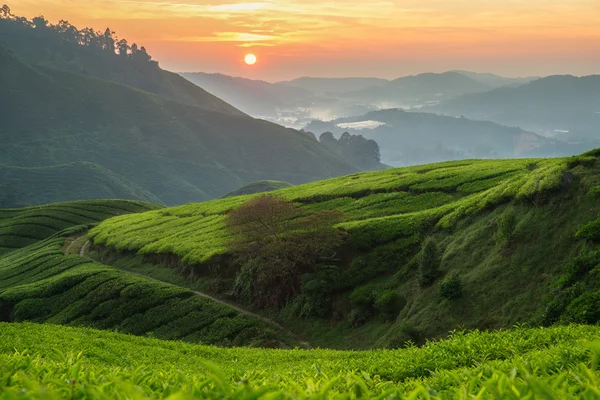 Tea plantation in Cameron highlands, Malaysia — Stock Photo, Image