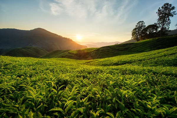 Tea plantation in Cameron highlands, Malaysia — Stock Photo, Image