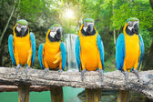 Картина, постер, плакат, фотообои "blue-and-gold macaw against tropical waterfall background", артикул 102388448