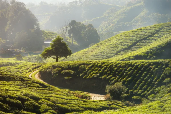 Tea plantation in Cameron highlands, Malaysia — Stock Photo, Image