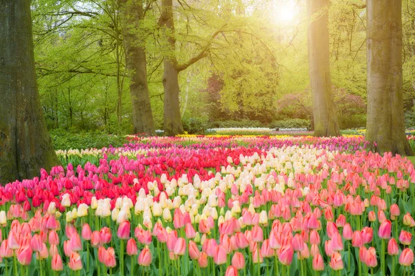 Krásný jarní květiny v parku Keukenhof v Nizozemsku — Stock fotografie