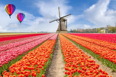 Sıcak hava balon ile Lale buketi Hollanda manzara. 