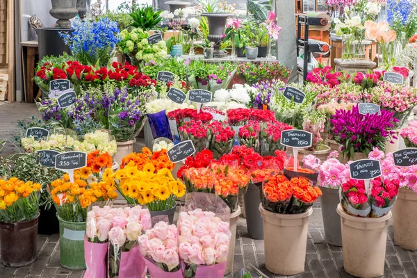 Blomst til salg på et hollandsk blomstermarked, Amsterdam, Holland - Stock-foto