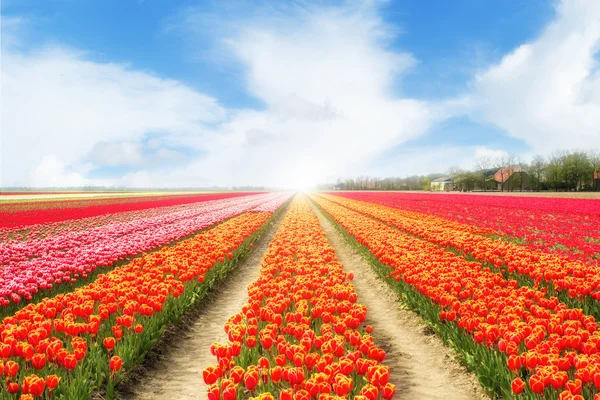 Krajina Nizozemsko tulipány s slunečního světla. Barevné tulipány. — Stock fotografie