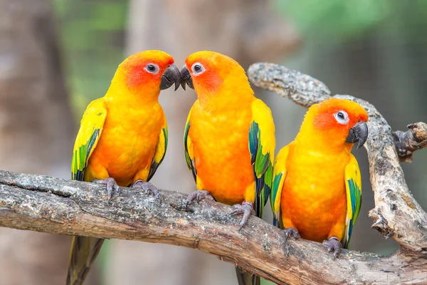Precioso sol conure pájaros loro en la percha. Par de su colorido — Foto de Stock