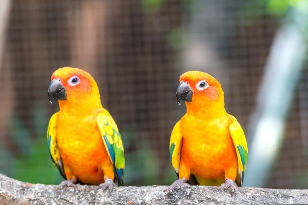 Precioso sol conure pájaros loro en la percha. Par de su colorido — Foto de Stock