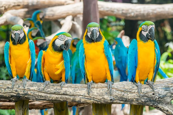 Четыре голубых и желтых ара сидят на ветке дерева. Колорит — стоковое фото