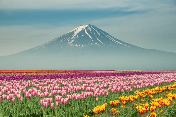 Paesaggio del Giappone tulipani con Mt.fuji in Giappone . — Foto Stock