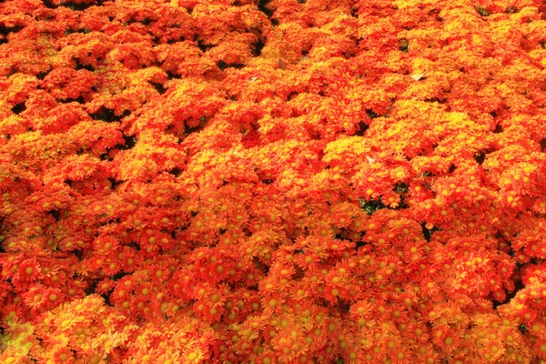 Orange chrysanthemum in garden