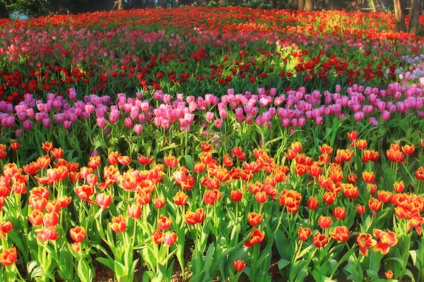 Pestrobarevné tulipány v poli zahradní, tulipán — Stock fotografie