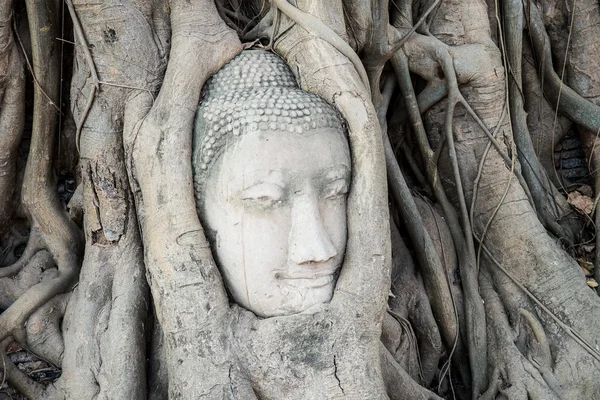 Tête de statue de Bouddha dans les racines des arbres au temple Wat Mahathat , — Photo
