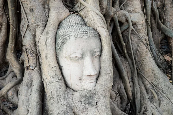 Fejét a Buddha szobor a fa gyökerei Wat Mahathat templomban, — Stock Fotó