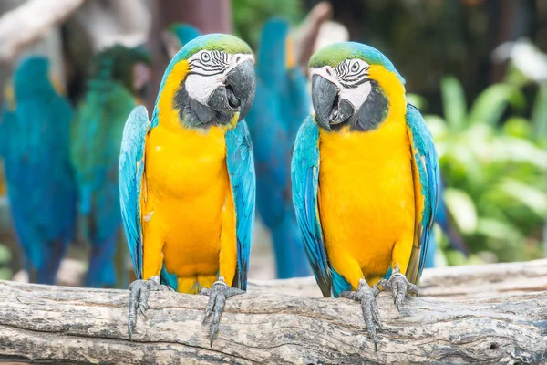 Un par de guacamayos azules y amarillos encaramados en la selva . — Foto de Stock