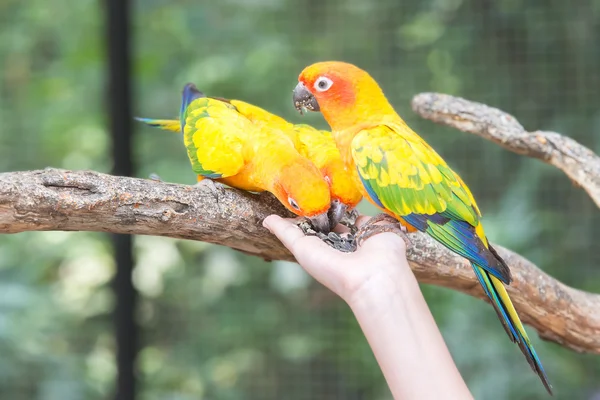 Hermoso sol Conure loro comiendo de una mano — Foto de Stock