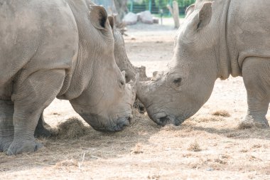 Beyaz Rhino kuru ot yemek