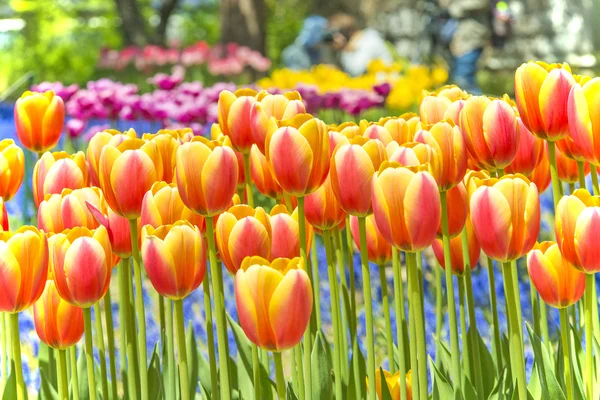 Barevné tulipány v Květné zahradě — Stock fotografie