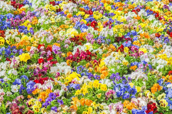 Colorido de flor no parque use para fundo — Fotografia de Stock