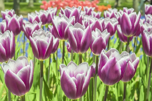 Skupina fialové tulipány. jarní krajina. — Stock fotografie